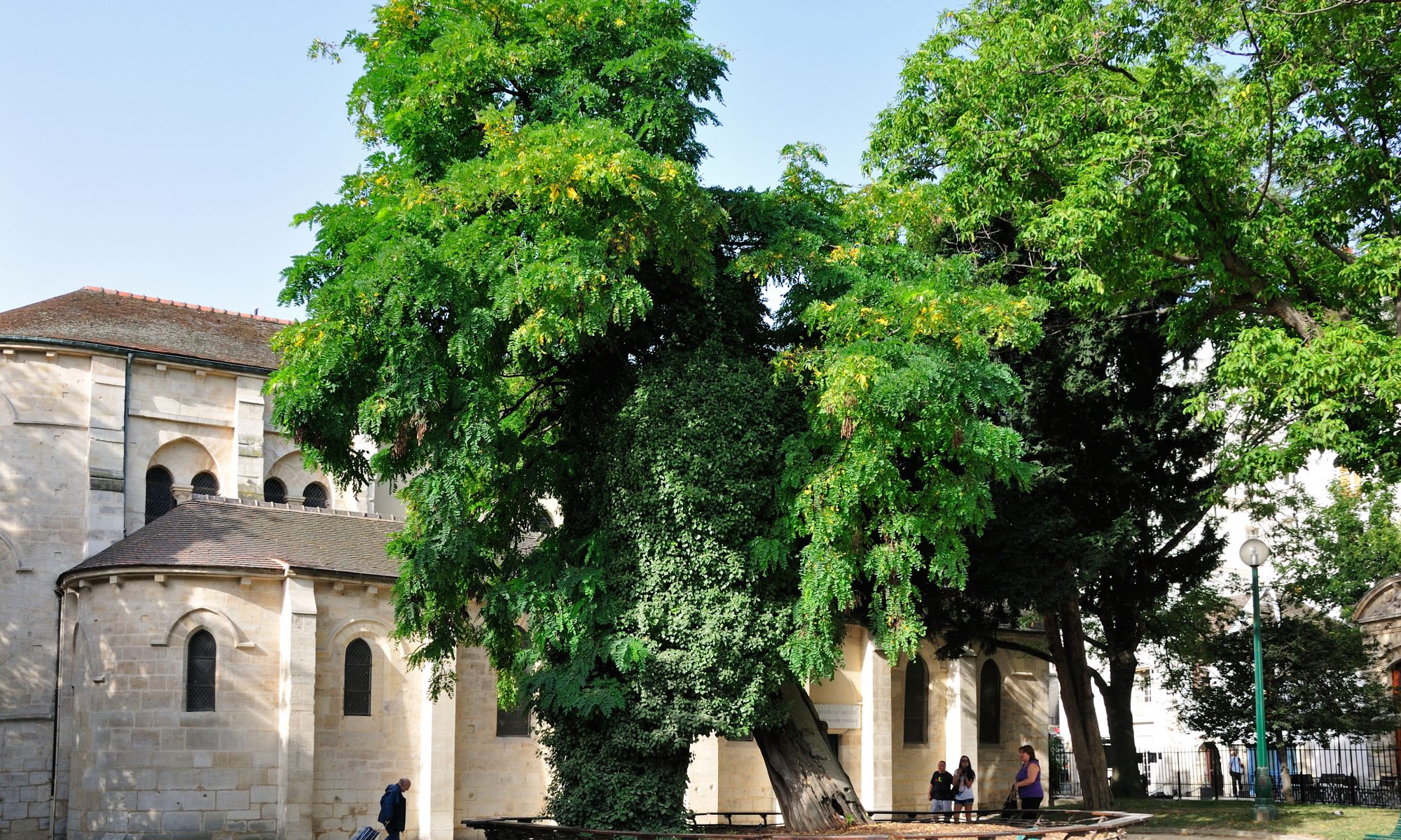 Robinienbaum vor St-Julien-le-Pauvre Kirche